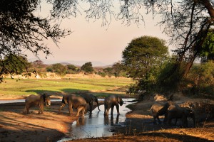 Safari Lodge Tandala 